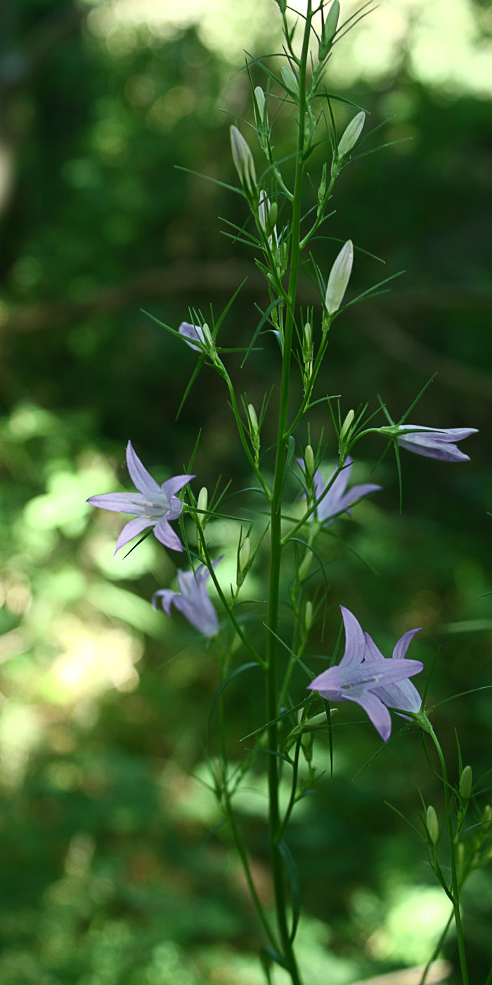 Campanula rapunculus